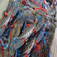 红河海鲜活体空运